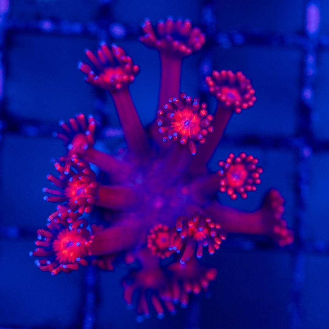 Mirco Goniopora C9 - WYSIWYG Reef Lounge Norco
