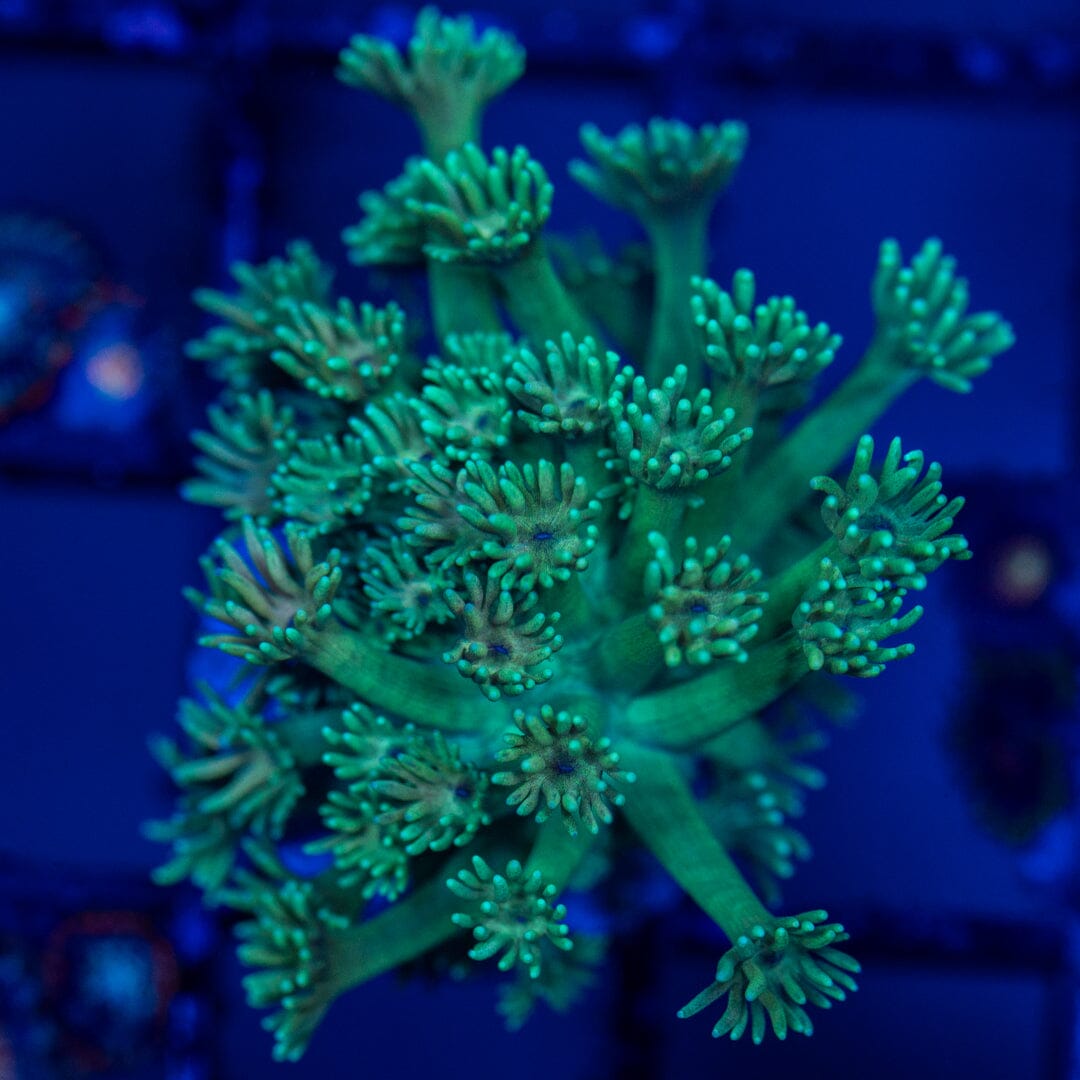 Mirco Goniopora - WYSIWYG Reef Lounge Norco