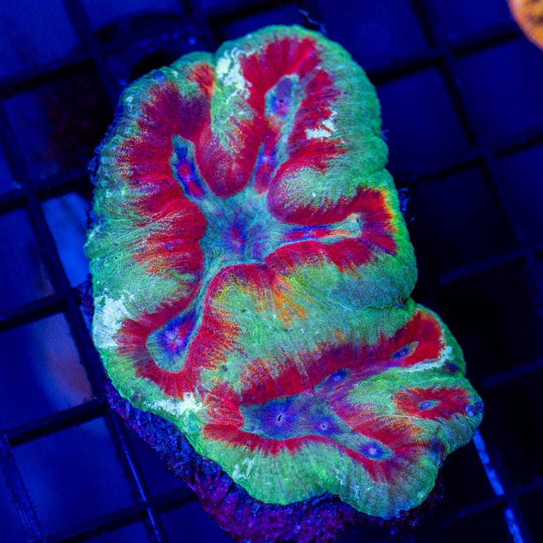 Mirco Lobo 1B - WYSIWYG Reef Lounge Coral