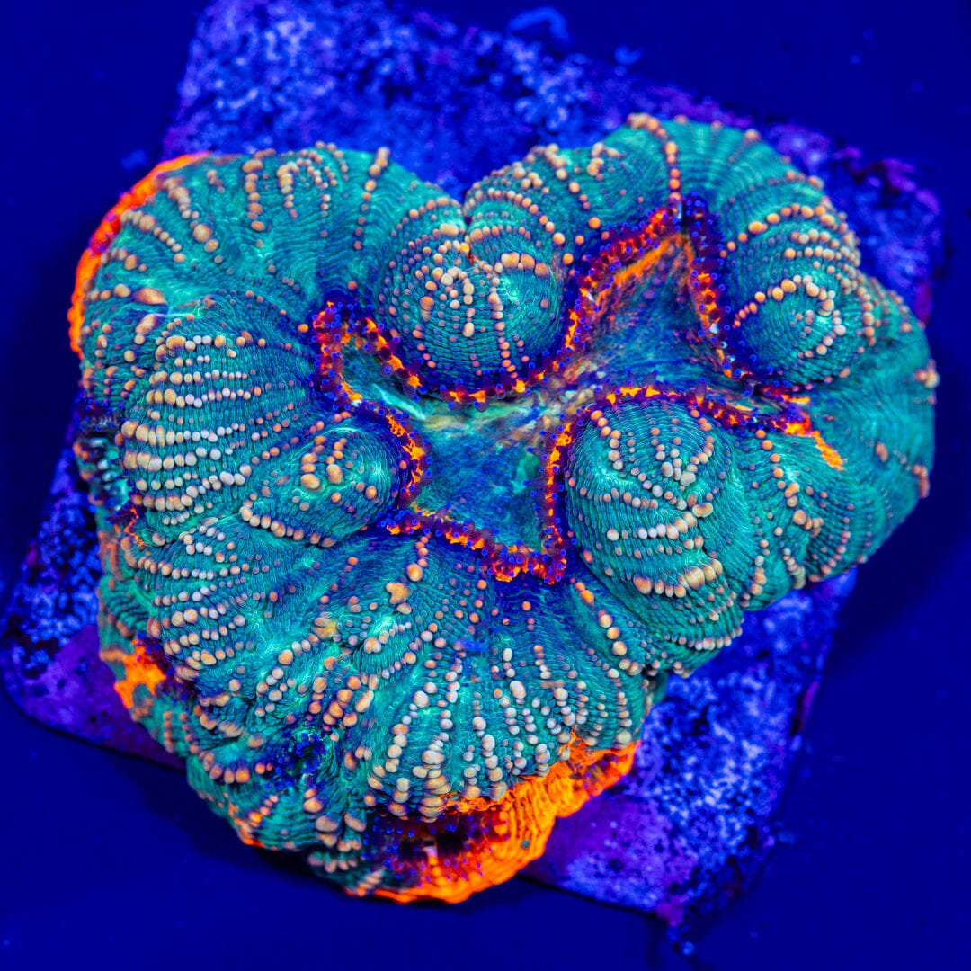 Mirco Lobo - WYSIWYG LPS Coral Reef Lounge USA