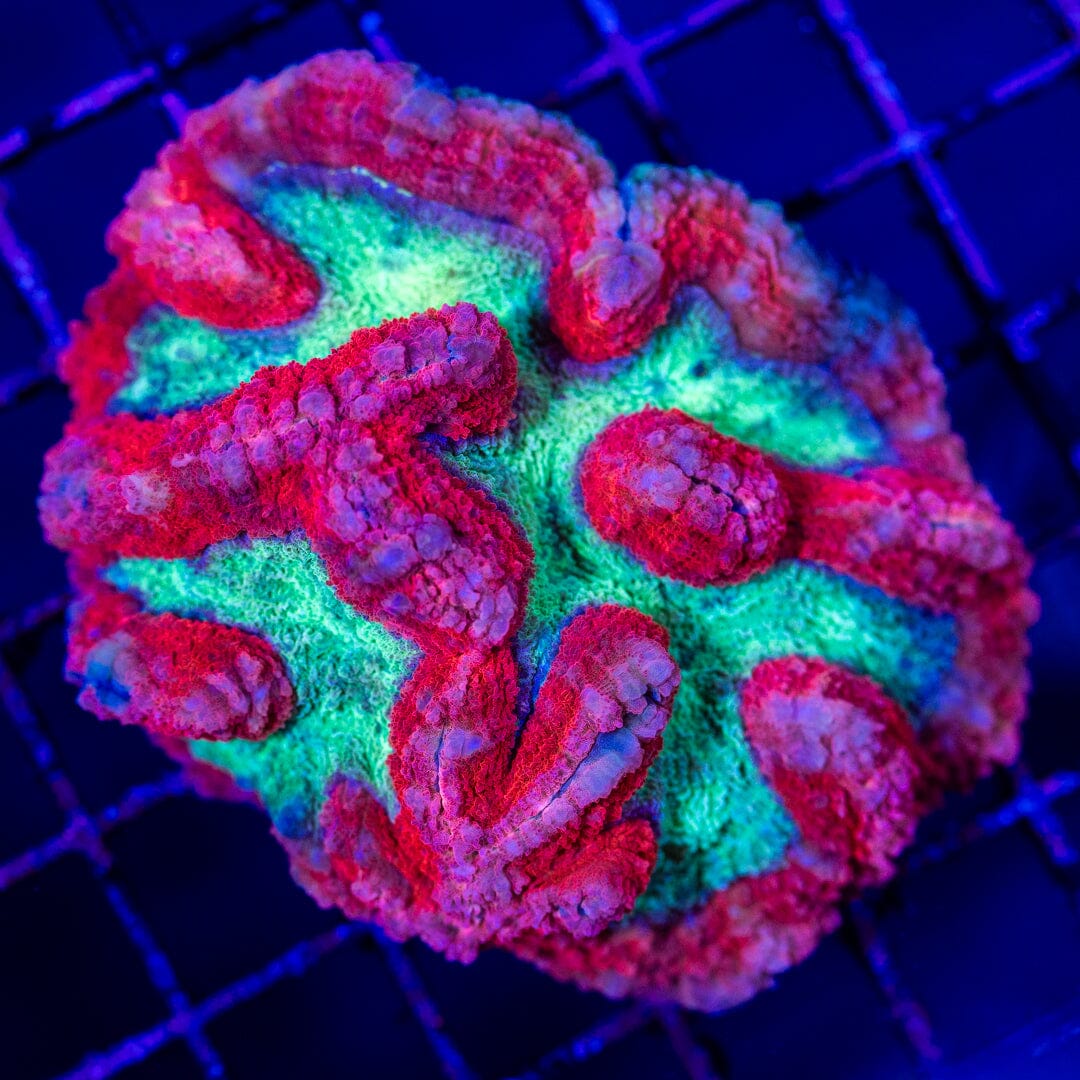 Mirco Lobophyllia 2A - WYSIWYG LPS Coral Reef Lounge USA