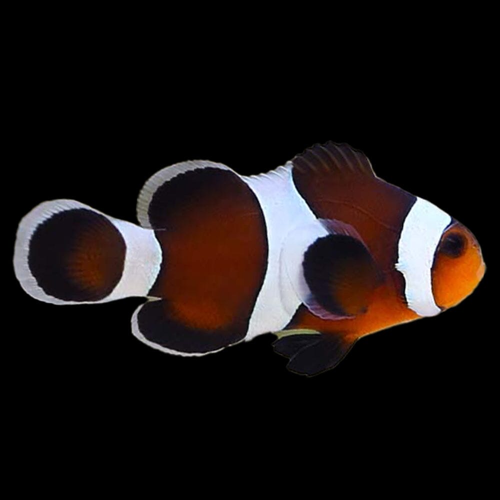 Mocha Ocellaris Clownfish Fish Reef Lounge USA