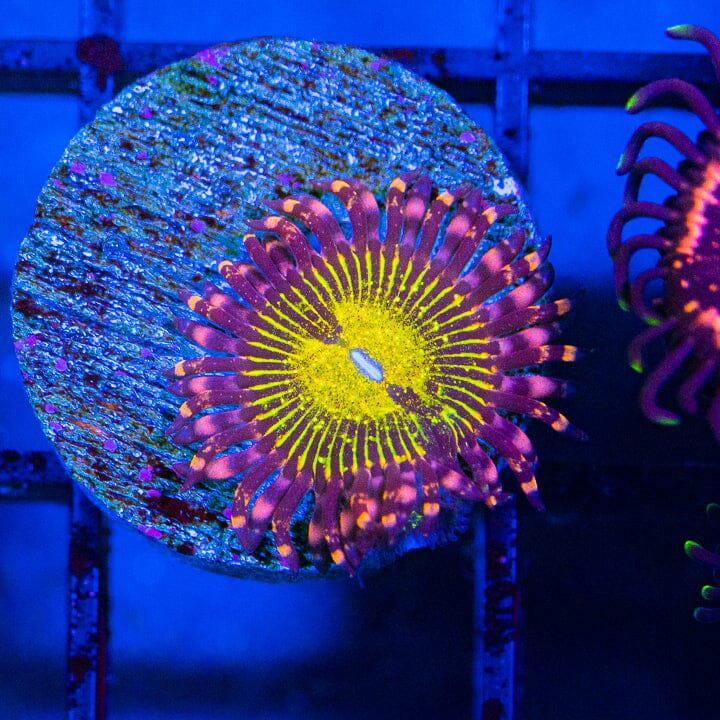 Banana Muncher Zoanthids