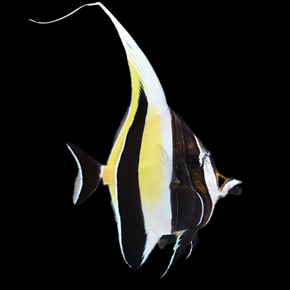 Moorish Idol Fish Reef Lounge USA