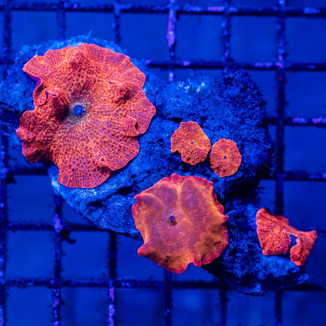 Mushroom Colony 1A - WYSIWYG LPS Coral Reef Lounge USA