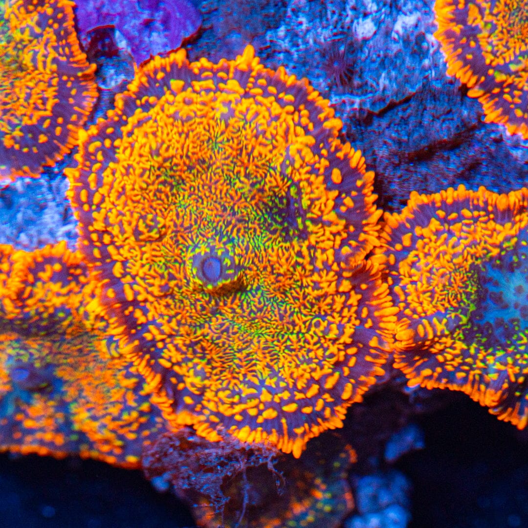 Mushroom Colony 1D - WYSIWYG Reef Lounge Norco