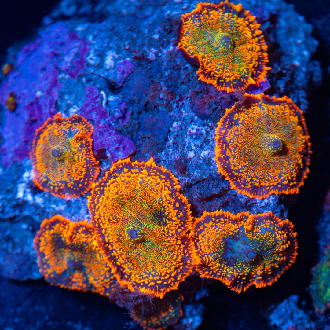 Mushroom Colony 1D - WYSIWYG Reef Lounge Norco