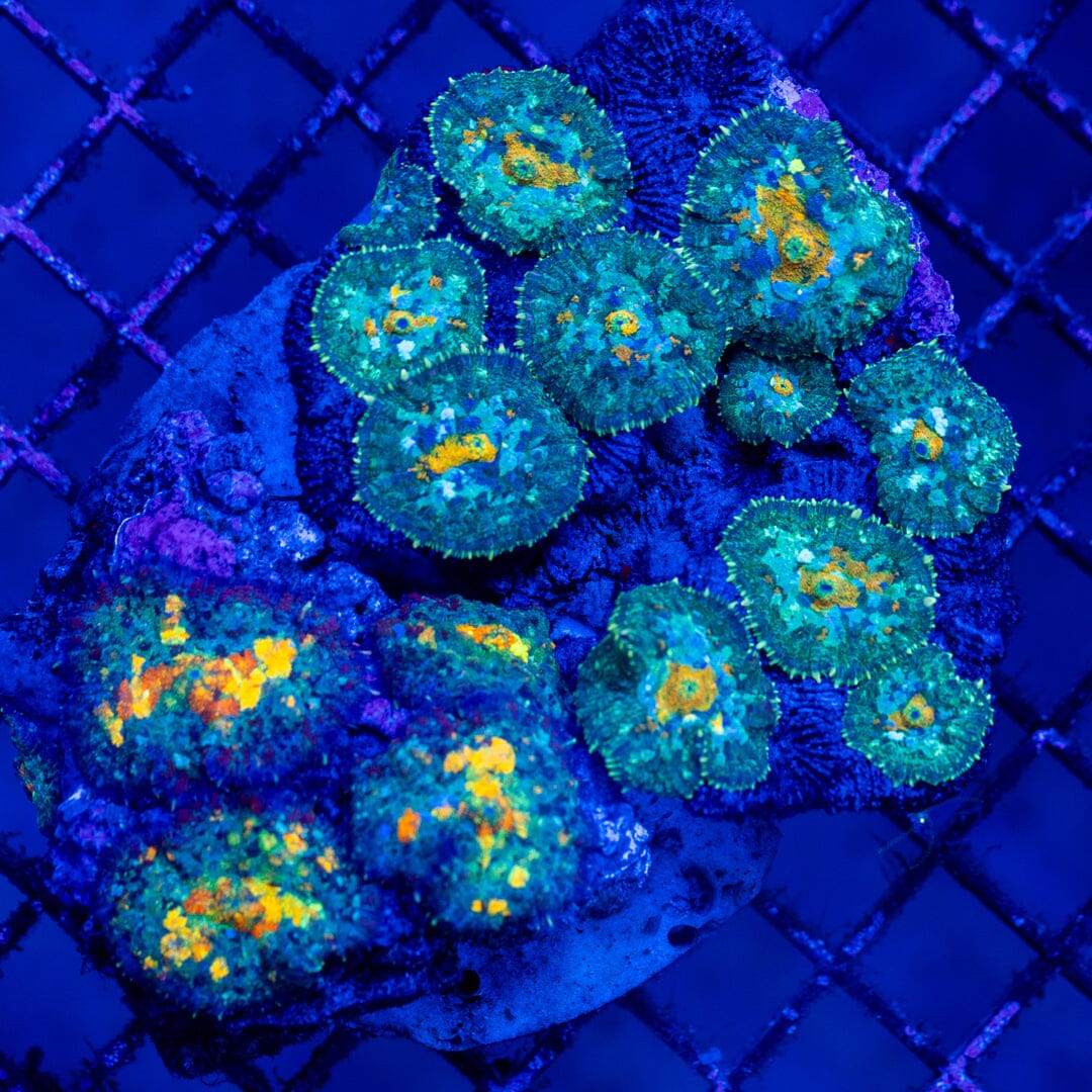 Mushroom Colony 2A - WYSIWYG LPS Coral Reef Lounge USA