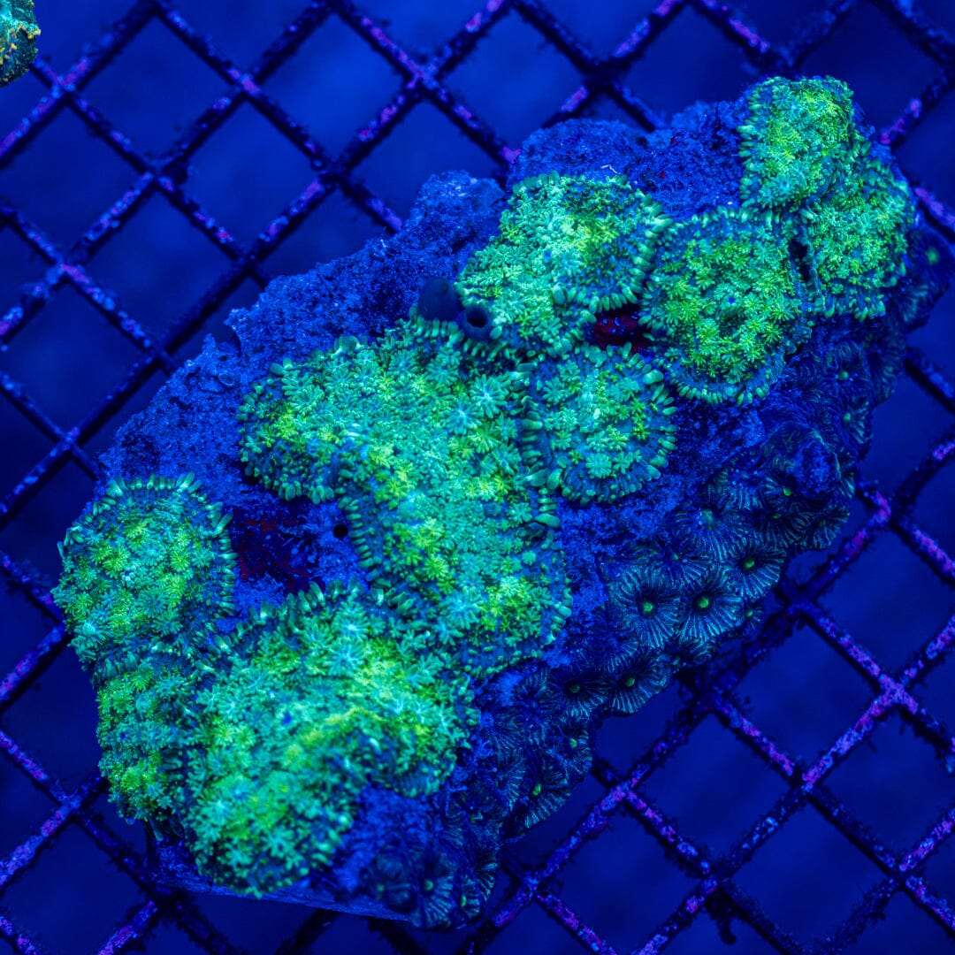 Mushroom Colony 3A - WYSIWYG LPS Coral Reef Lounge USA
