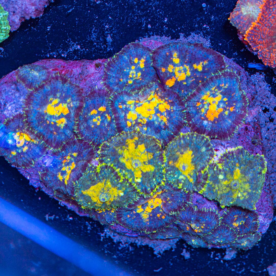 Mushroom Colony 3D - WYSIWYG Reef Lounge Norco