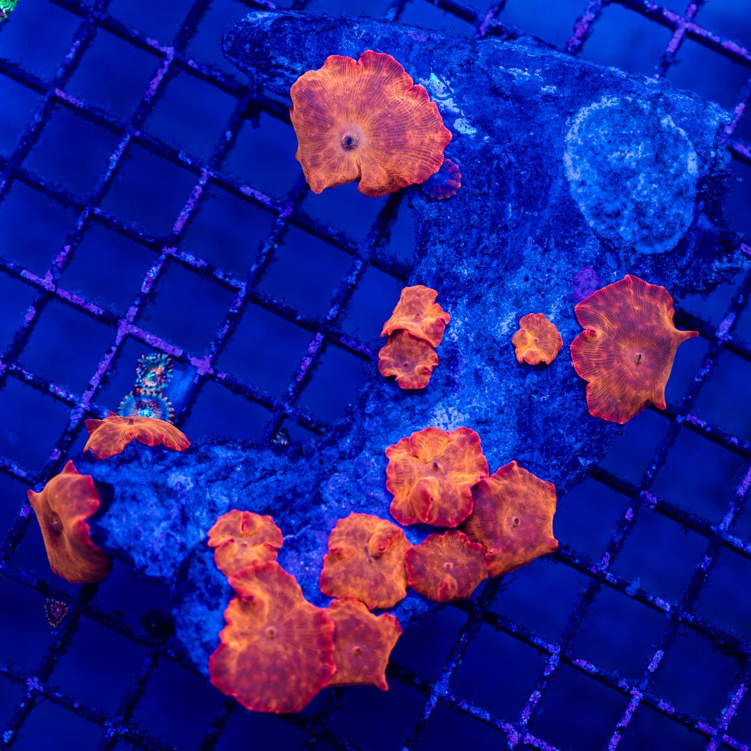 Mushroom Colony 4A - WYSIWYG LPS Coral Reef Lounge USA