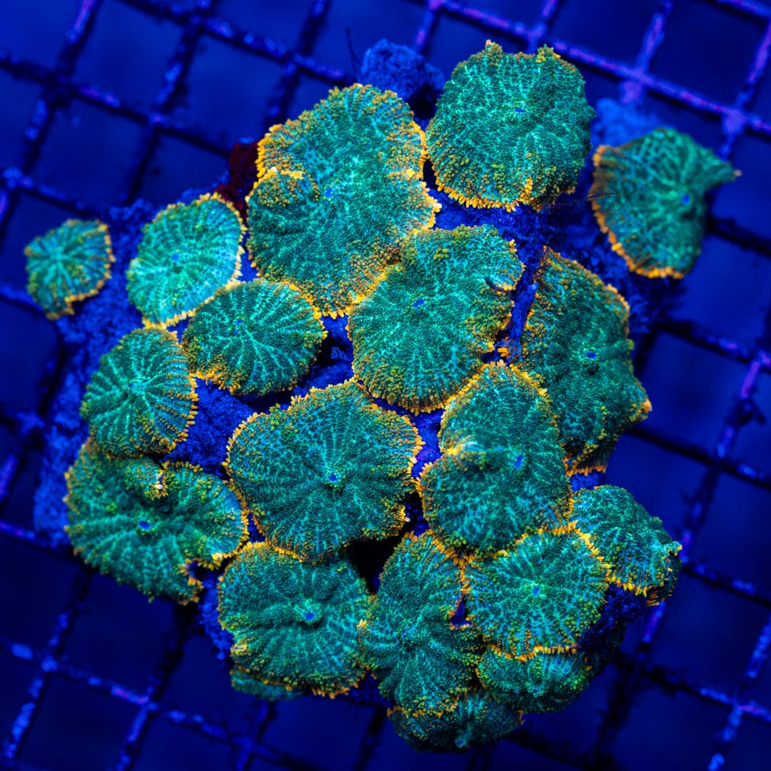 Mushroom Colony 5A - WYSIWYG LPS Coral Reef Lounge USA