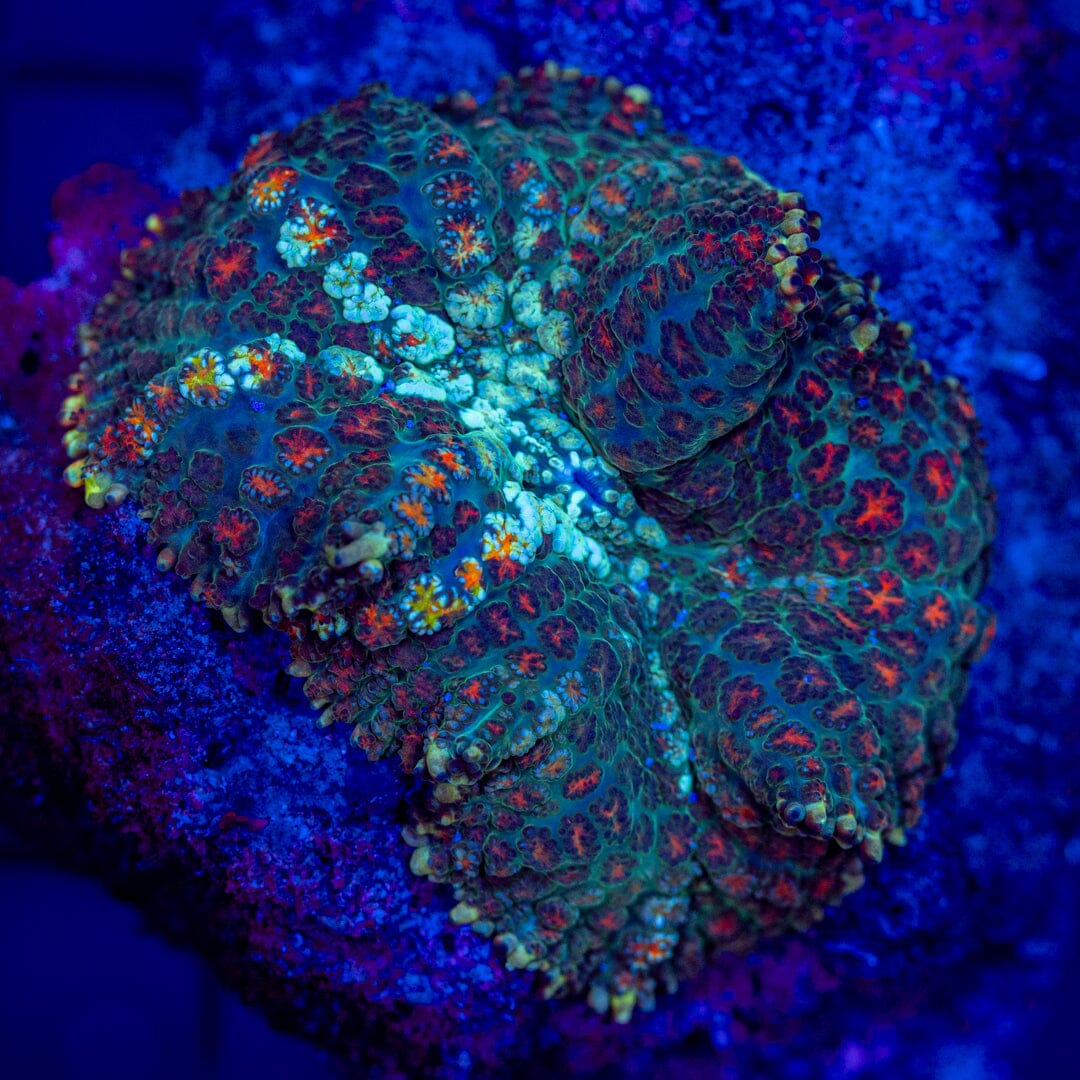 Mushroom Coral - WYSIWYG Colony Reef Lounge Norco