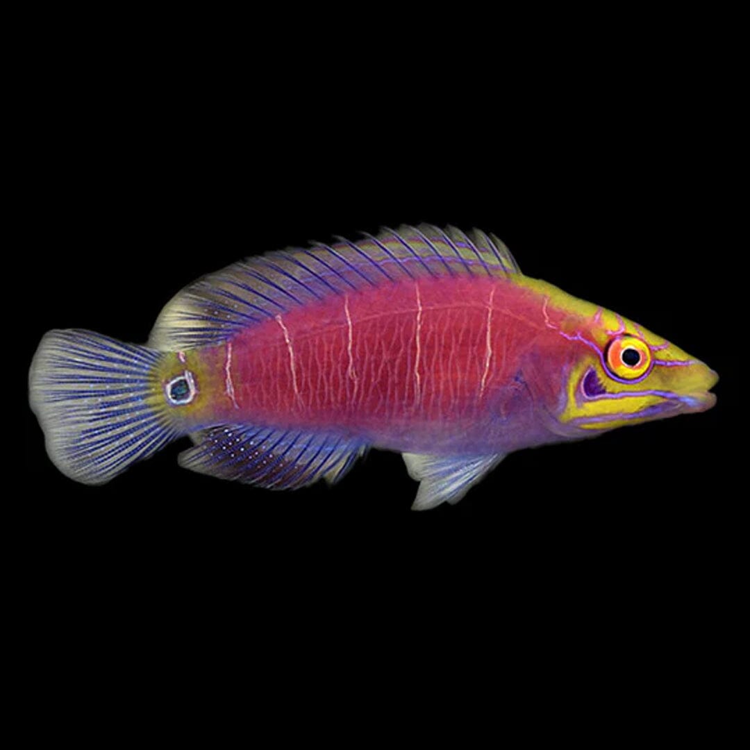 Mystery Wrasse Fish Reef Lounge USA