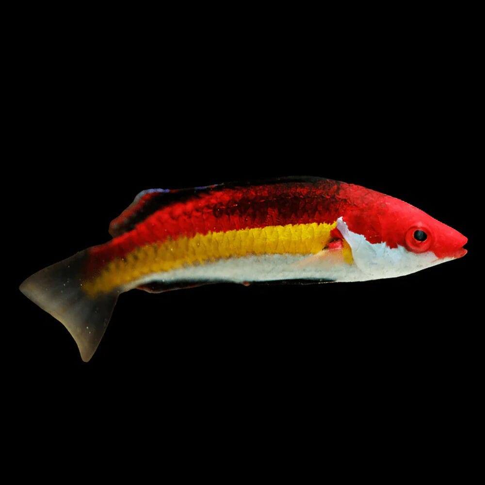 Naoko's Fairy Wrasse Fish Reef Lounge Coral