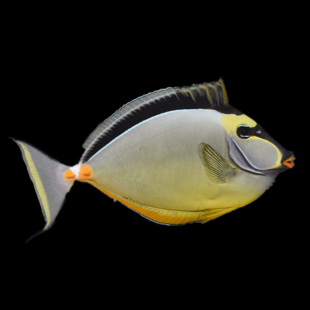 Naso Tang Fish Reef Lounge USA