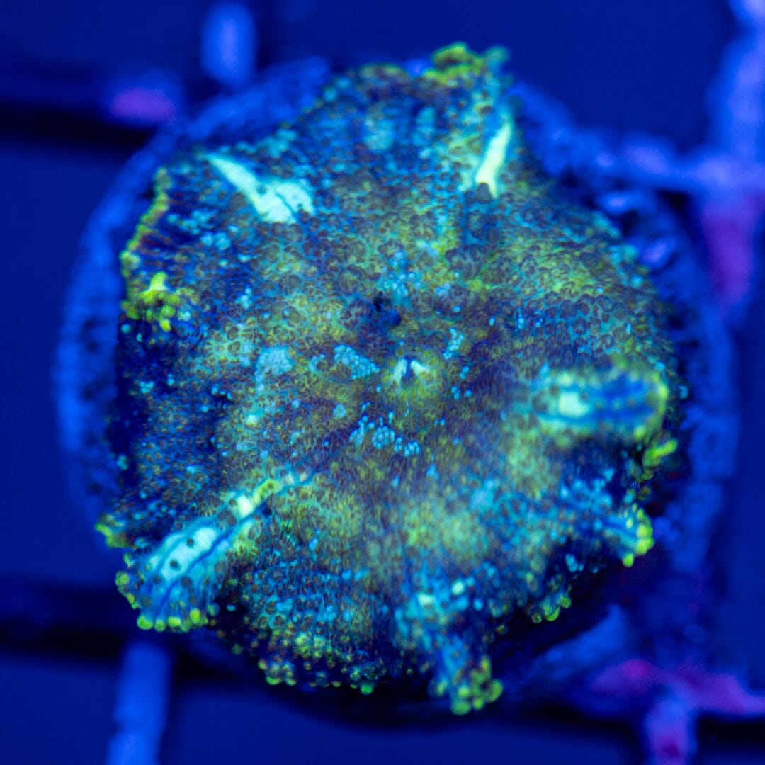 Nebula Discosoma 4G - WYSIWYG LPS Coral Reef Lounge USA