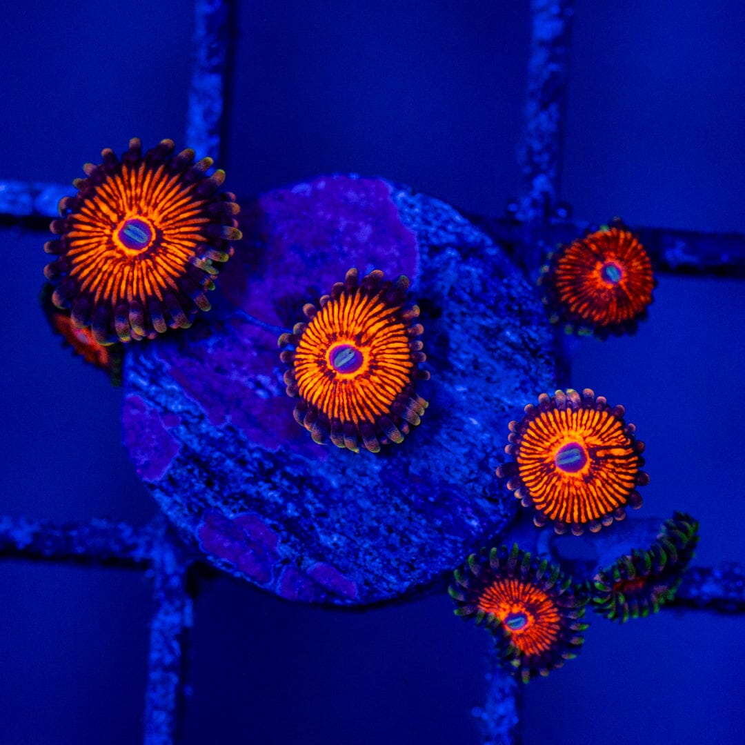 Night Crawler Zoa Mini Colony - WYSIWYG Zoa Reef Lounge USA