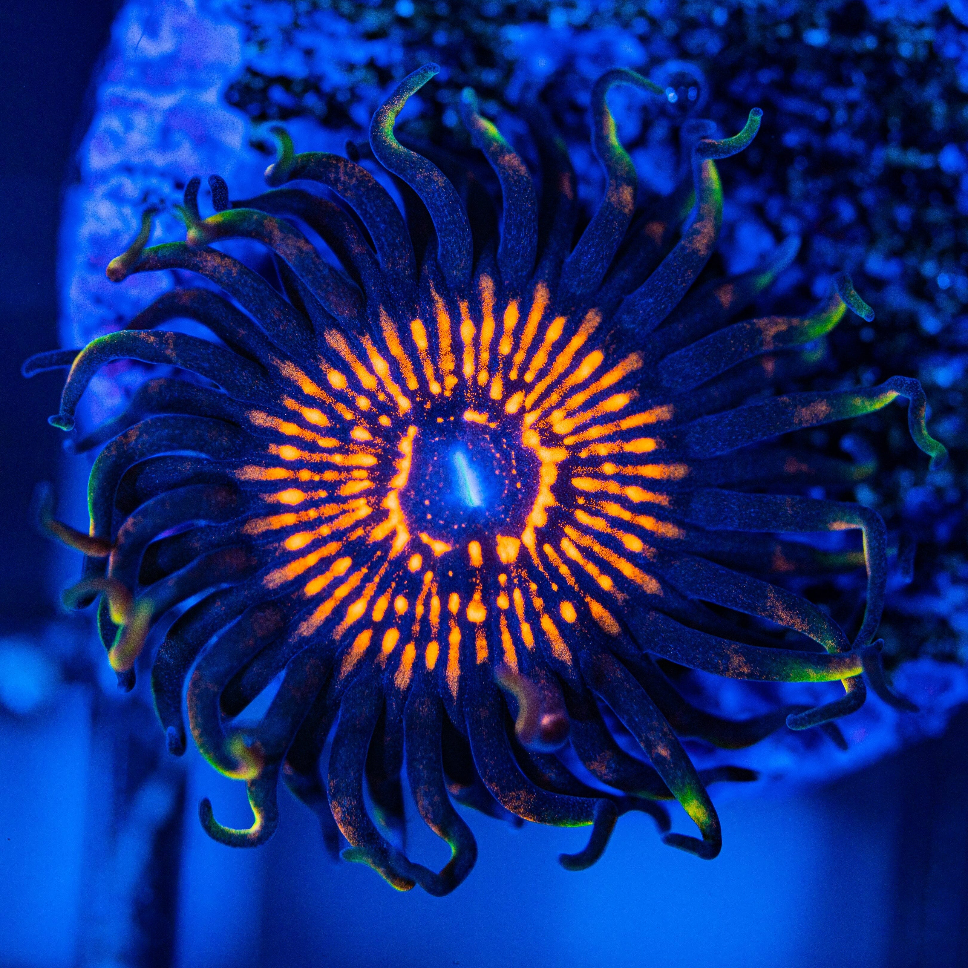 Night Crawler Zoanthids Zoa Reef Lounge USA
