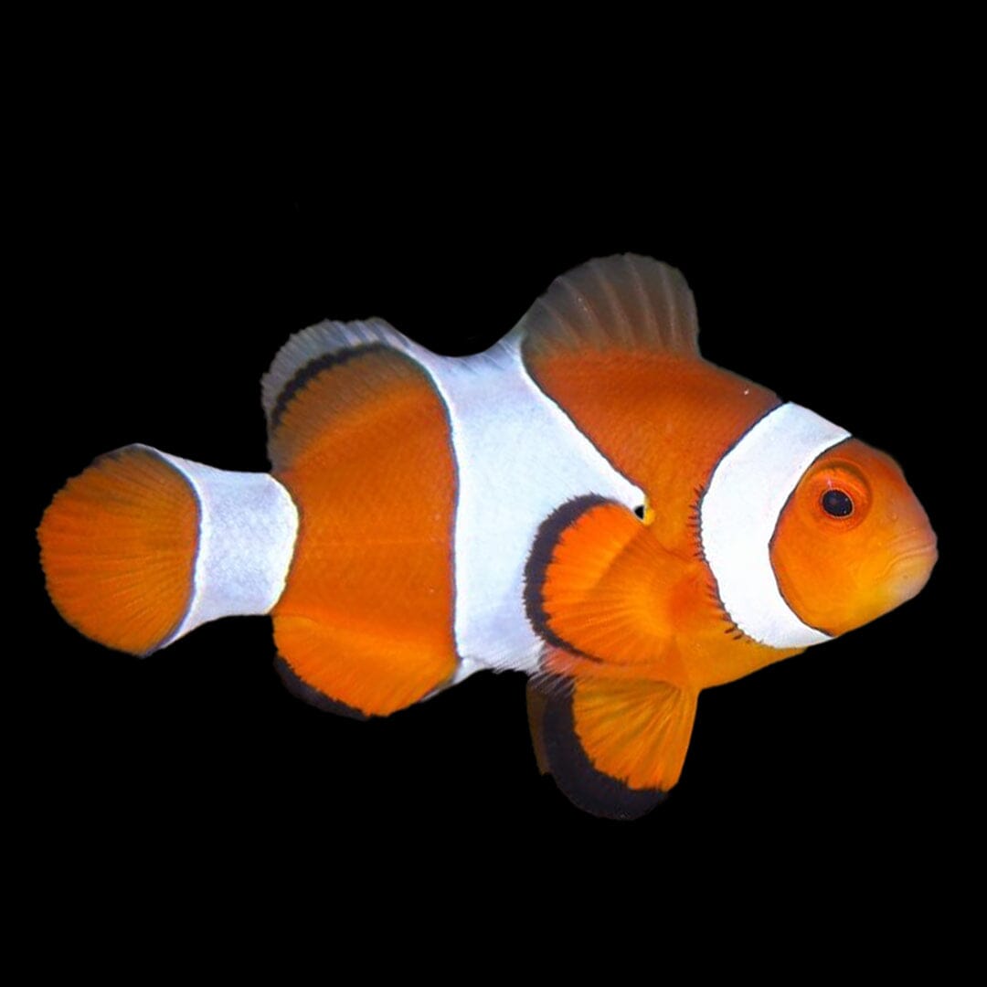 Ocellaris Clownfish Fish Reef Lounge USA