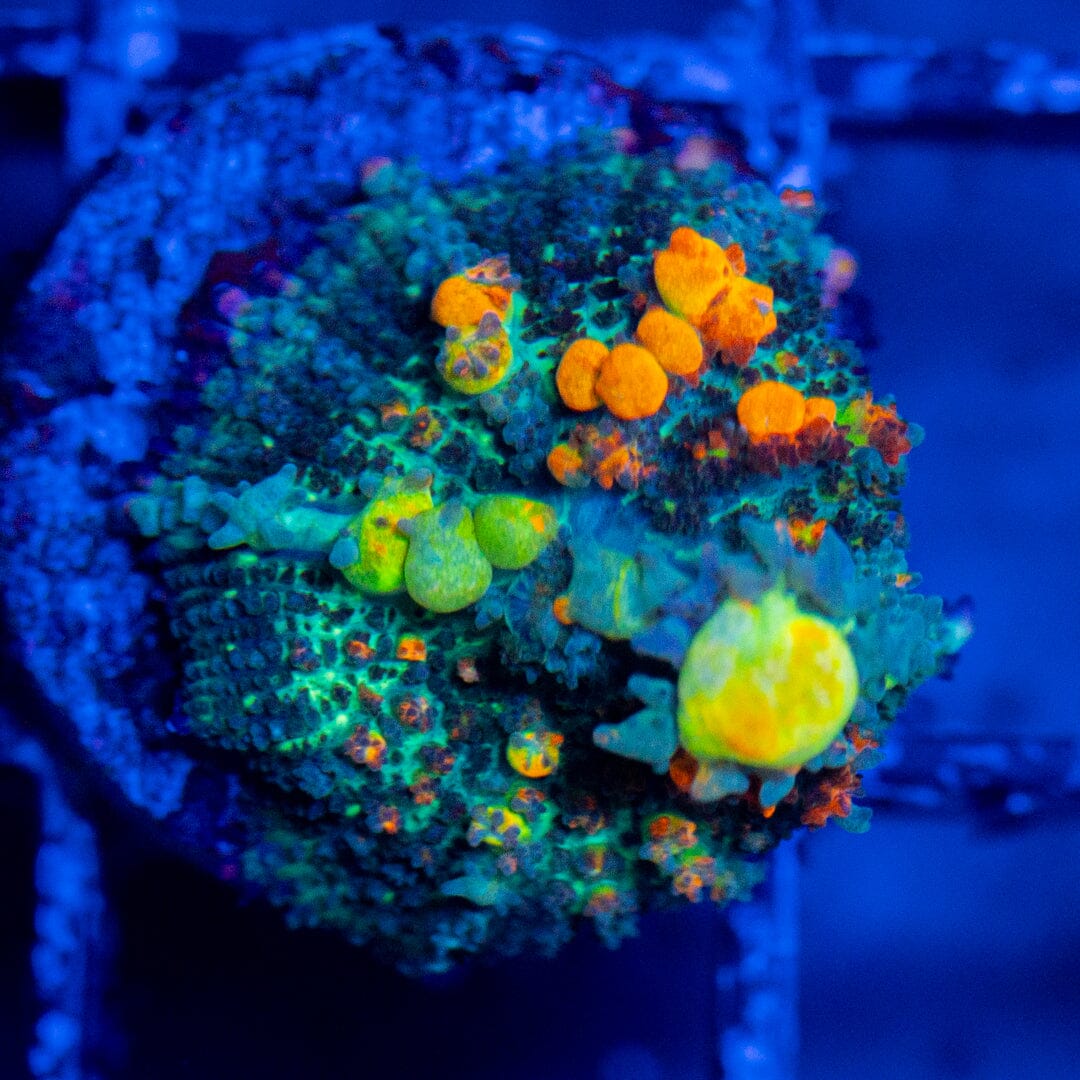 OG Bounce Mushroom 5A - WYSIWYG LPS Coral Reef Lounge USA