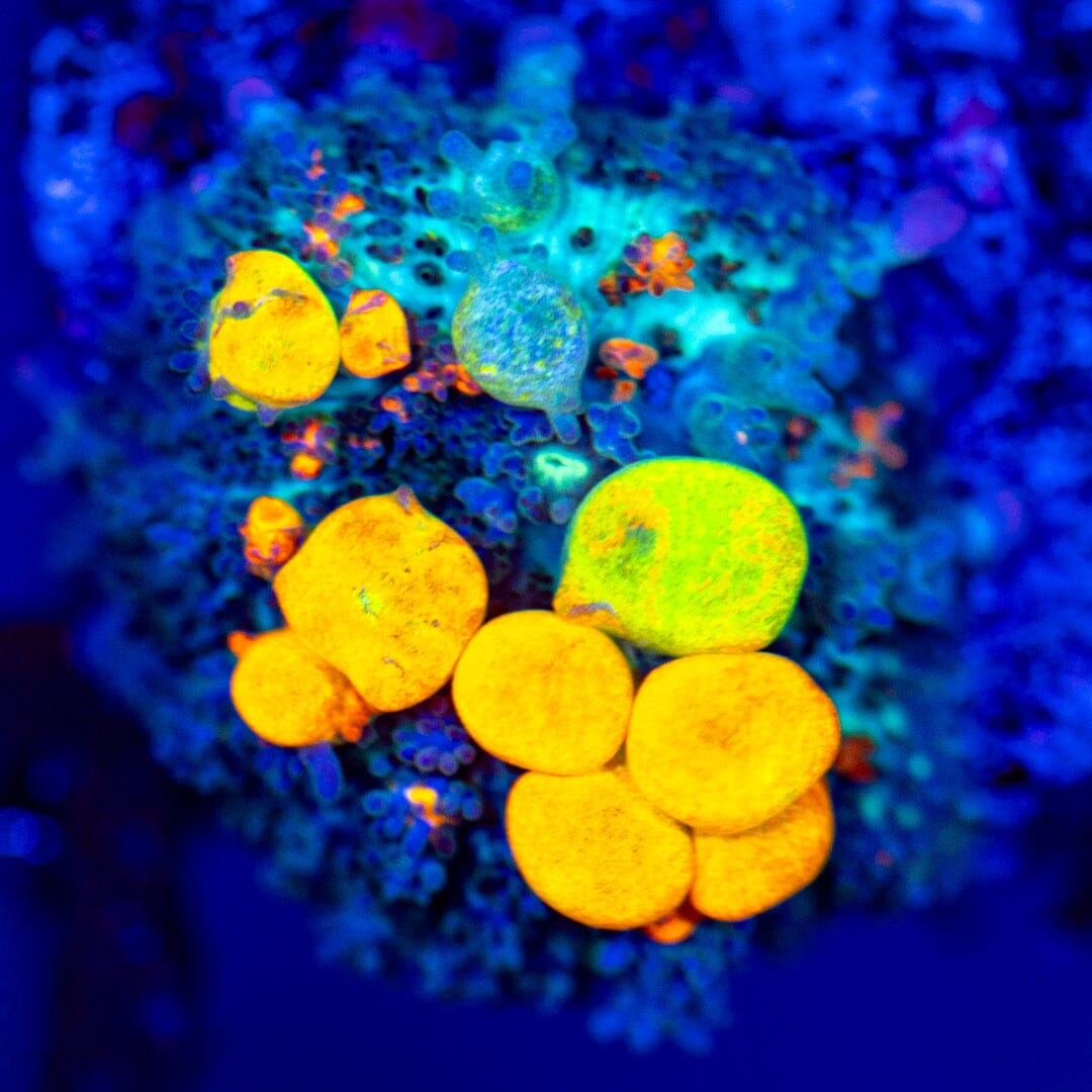 OG Bounce Mushroom 5A - WYSIWYG LPS Coral Reef Lounge USA