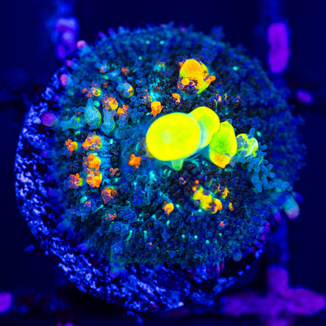 OG Bounce Mushroom 7A - WYSIWYG LPS Coral Reef Lounge USA