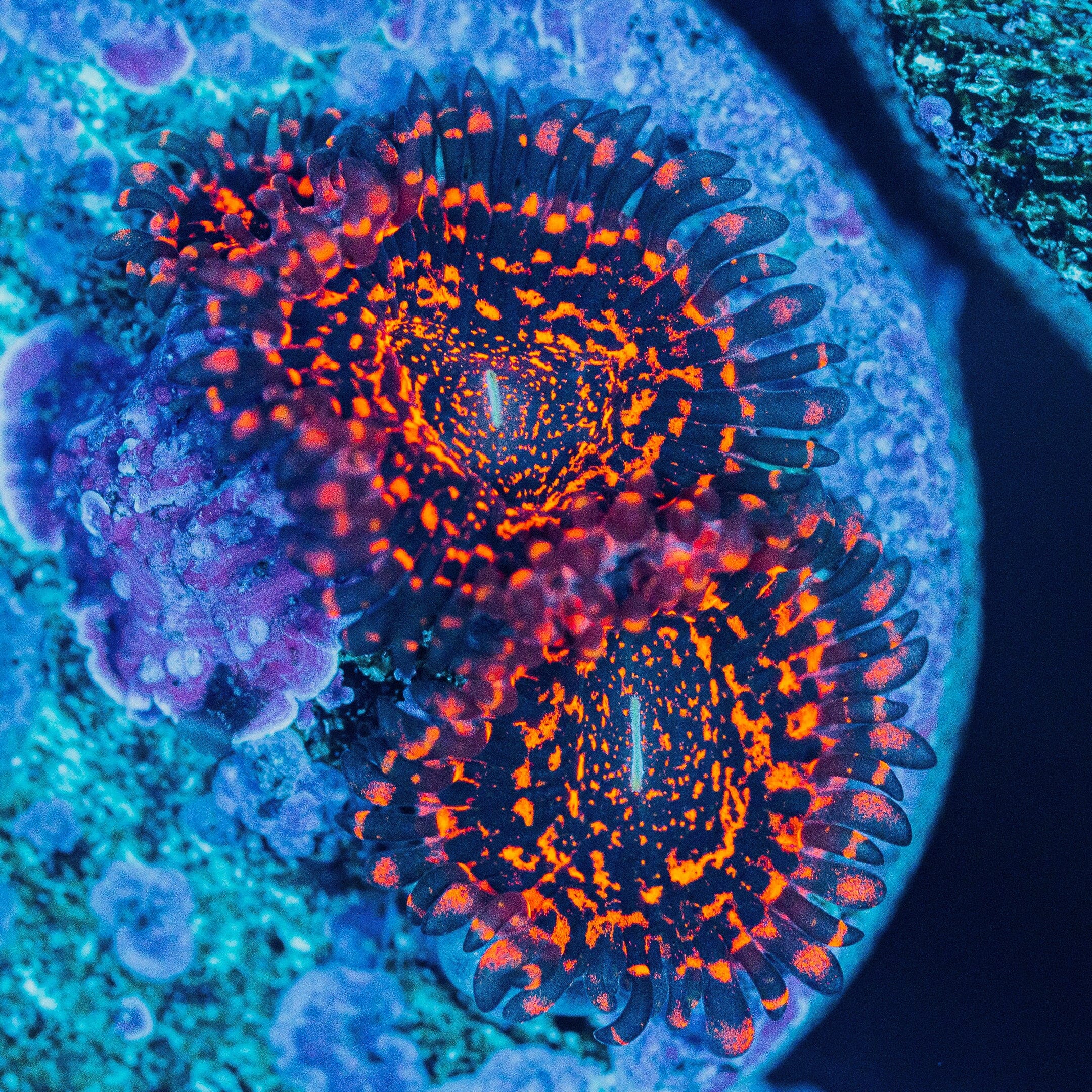 OG Nightmare Zoanthids Zoa Reef Lounge USA