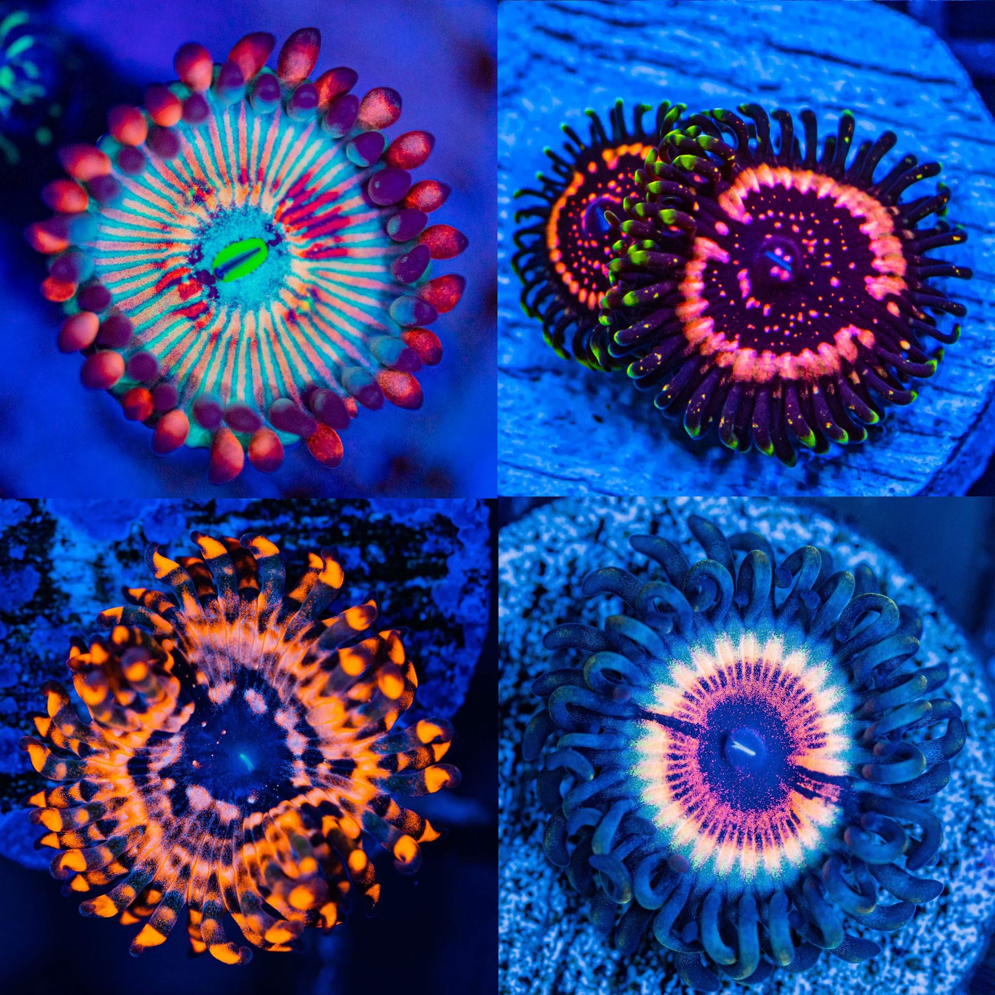 OG Zoa Pack #7 - Frag Pack Reef Lounge Norco