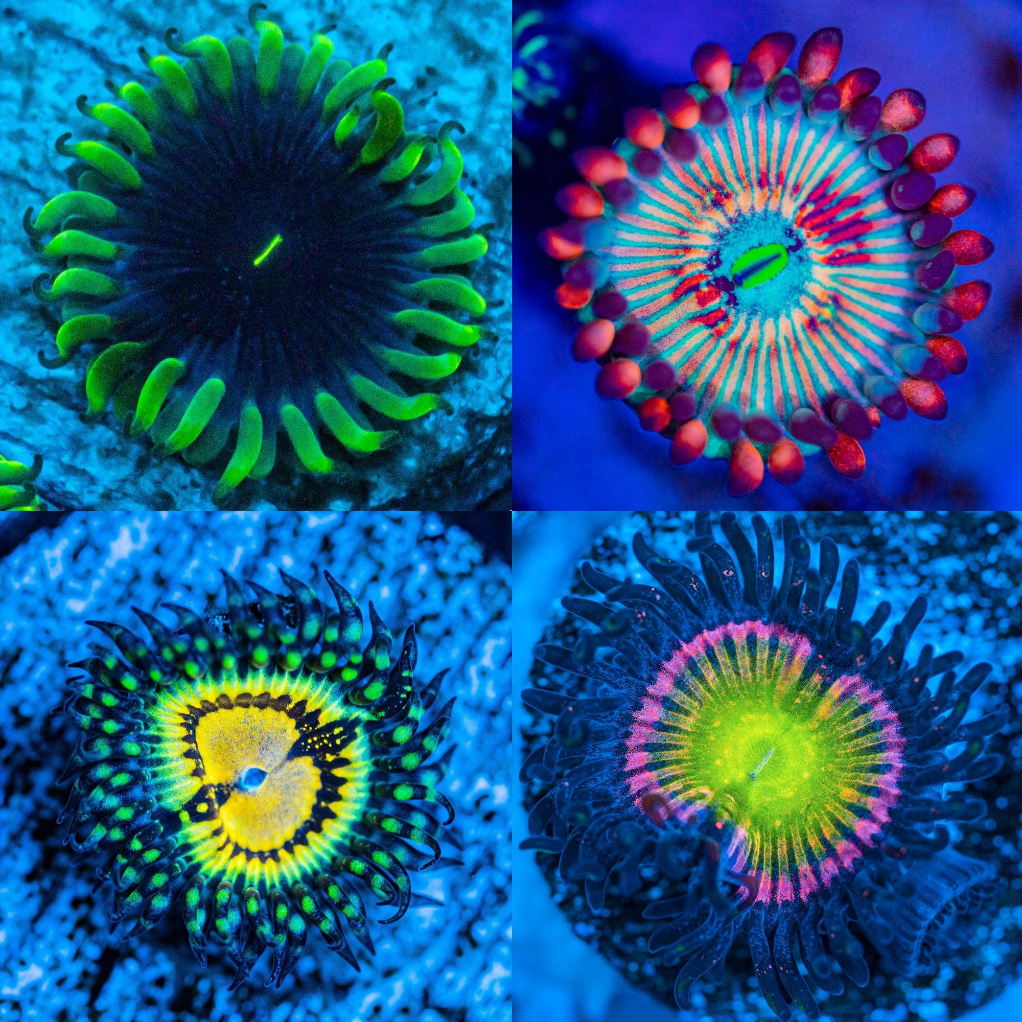 OG Zoa Pack #8 - Frag Pack Reef Lounge Norco