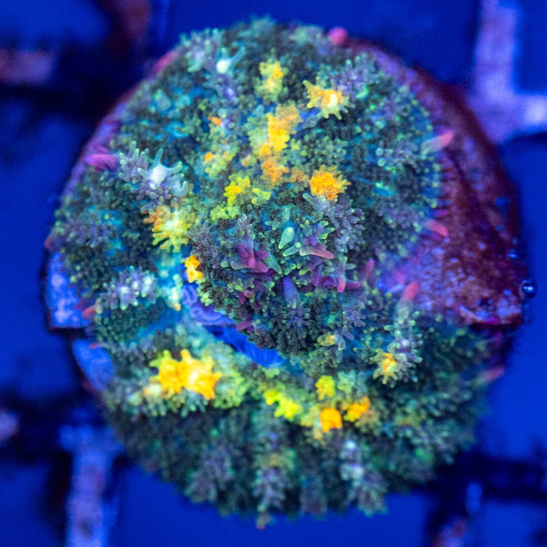 Oh Jeeze Bounce Mushrooms 1B - WYSIWYG Reef Lounge Coral