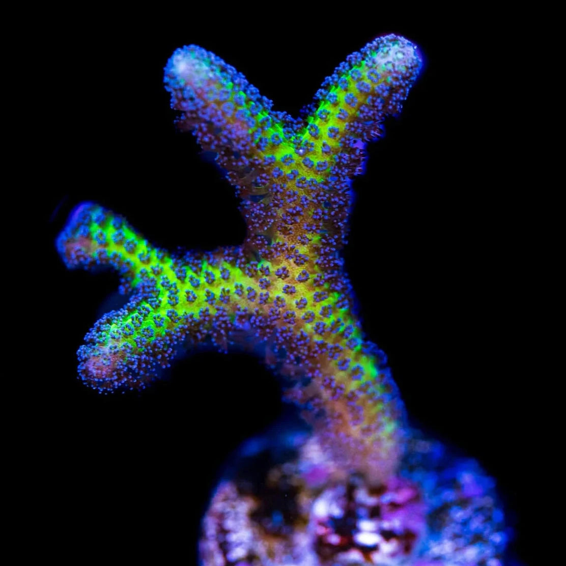 ORA Bird of Paradise Birdsnest Coral | Reef Lounge Coral