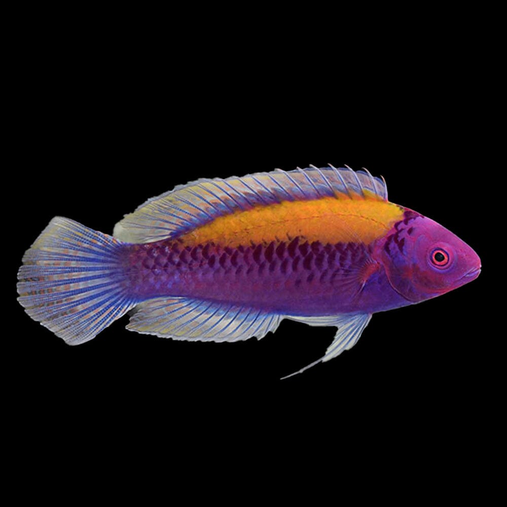 Orange-Back Fairy Wrasse Fish Reef Lounge USA