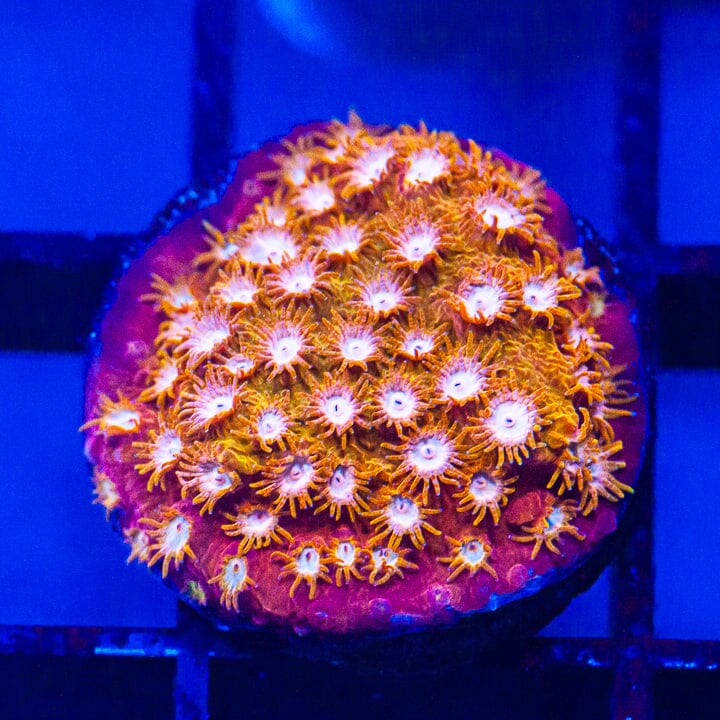 Orange Bliss Cyphastrea Cyphastrea Reef Lounge USA