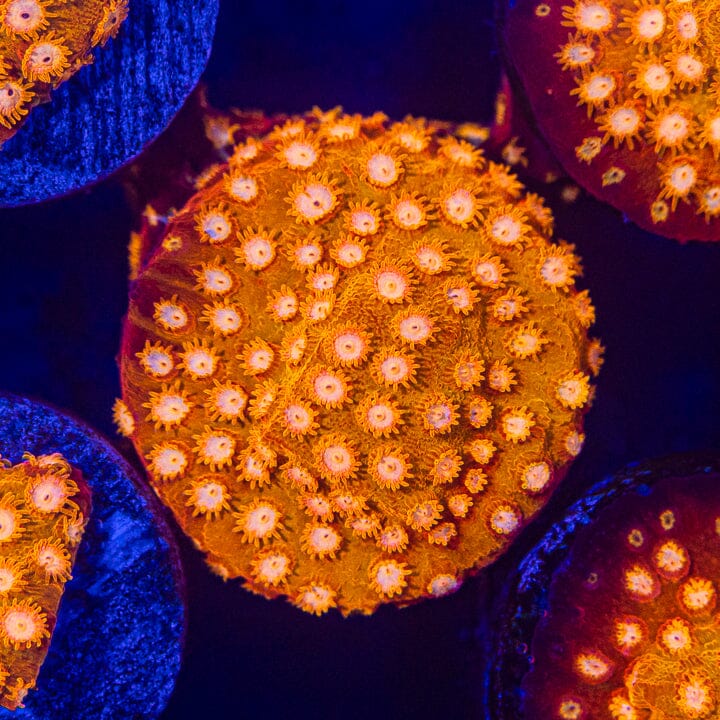 Orange Bliss Cyphastrea Cyphastrea Reef Lounge USA 