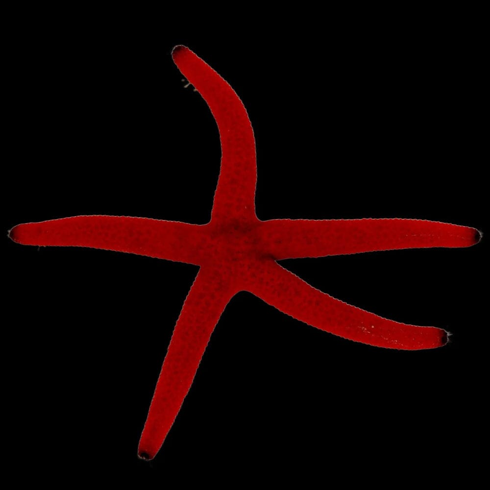 Orange Linkia Starfish Fish Reef Lounge USA