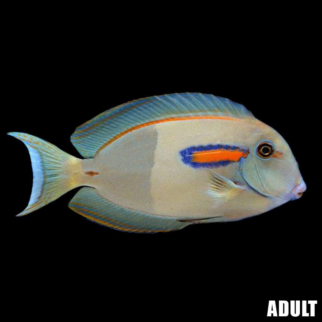 Orange Shoulder Tang Fish Reef Lounge USA
