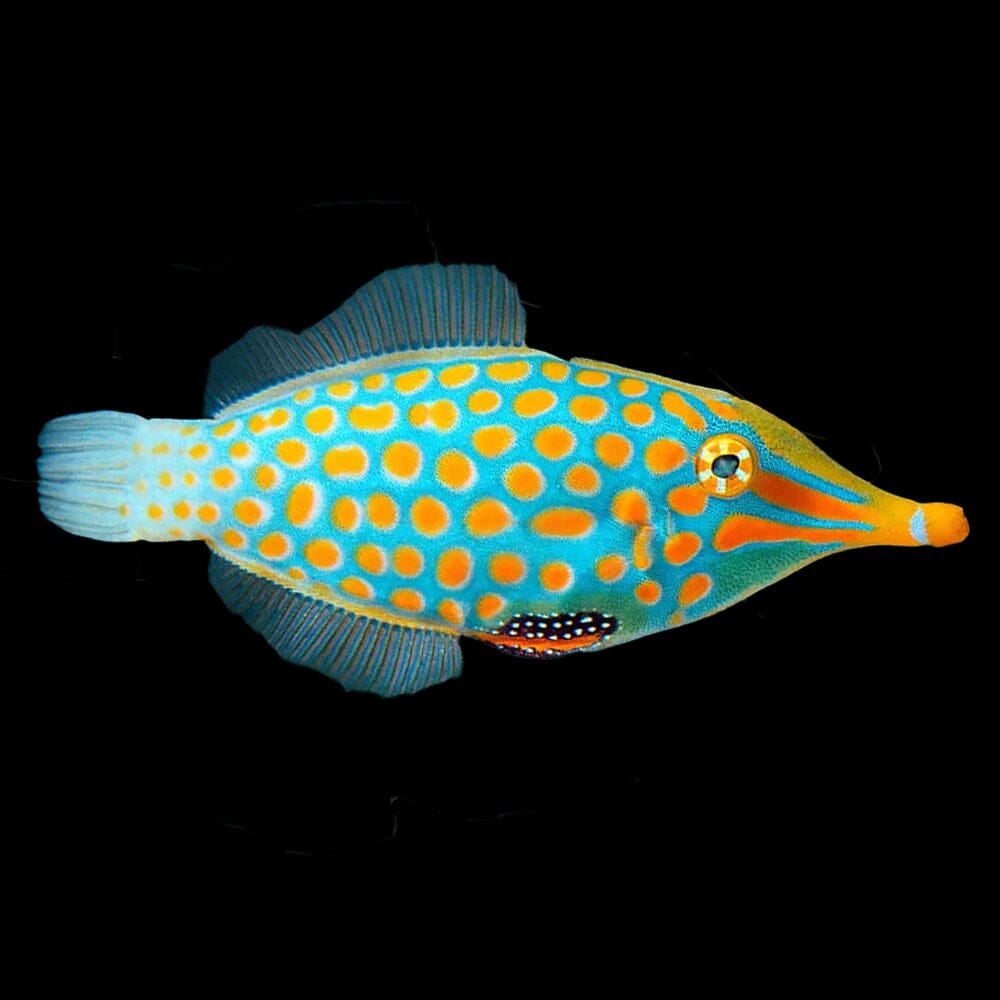 Orange Spotted Filefish Fish Reef Lounge Coral