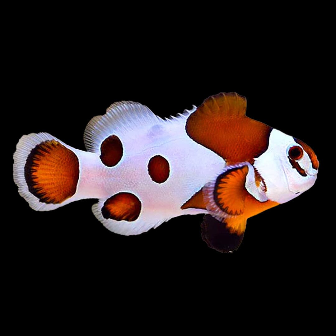 Orange Storm Clownfish Fish Reef Lounge USA