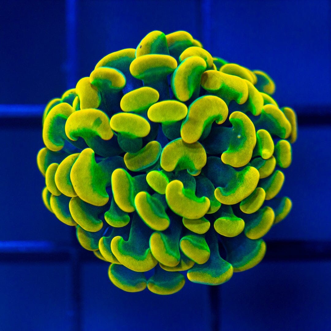 Orange/Green Micro Hammer Reef Lounge Norco