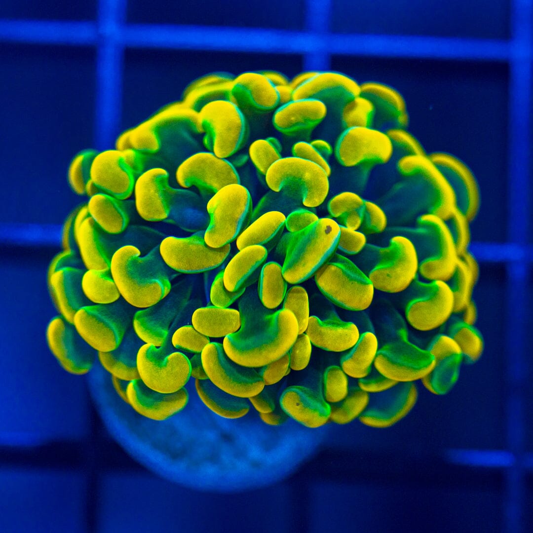 Orange/Green Micro Hammer Reef Lounge Norco