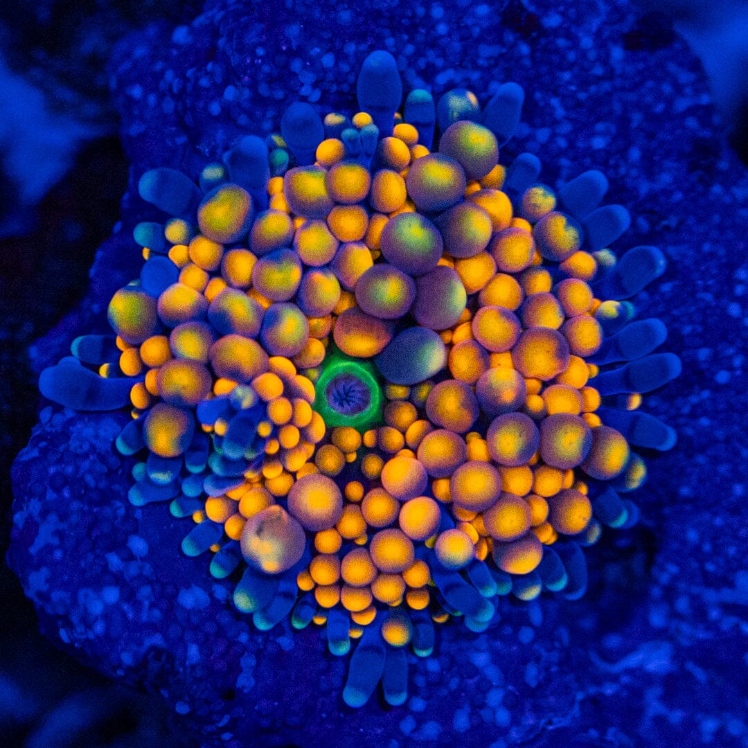 Orange/Purple Florida Ricordea - WYSIWYG Octospawn Reef Lounge USA