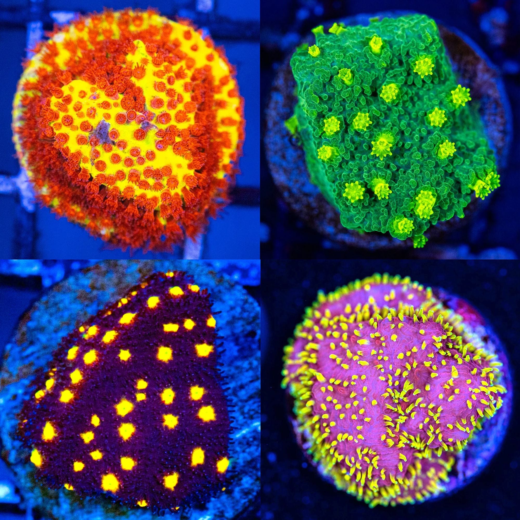 “Other LPS” Pack - Frag Pack Reef Lounge Norco
