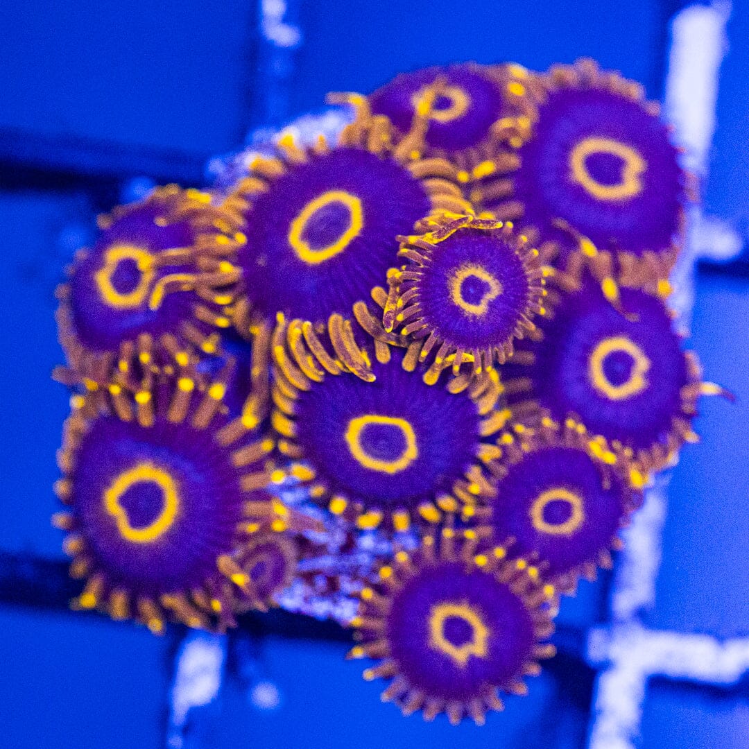 Overgrown Zoa Plug 3D - WYSIWYG Reef Lounge Coral