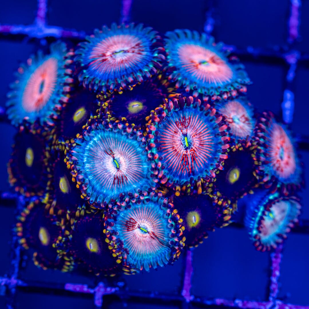 Overgrown Zoa Rock 1A - WYWIWYG LPS Coral Reef Lounge USA