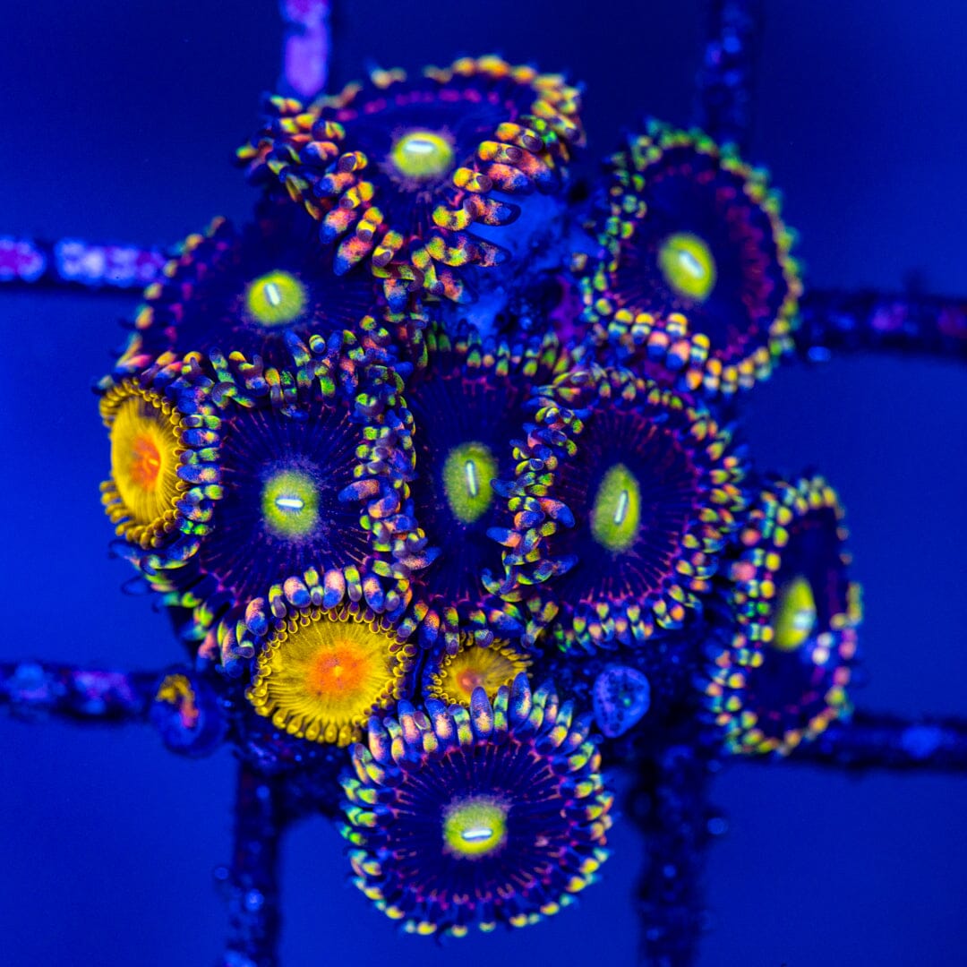 Overgrown Zoa Rock 4A - WYWIWYG LPS Coral Reef Lounge USA