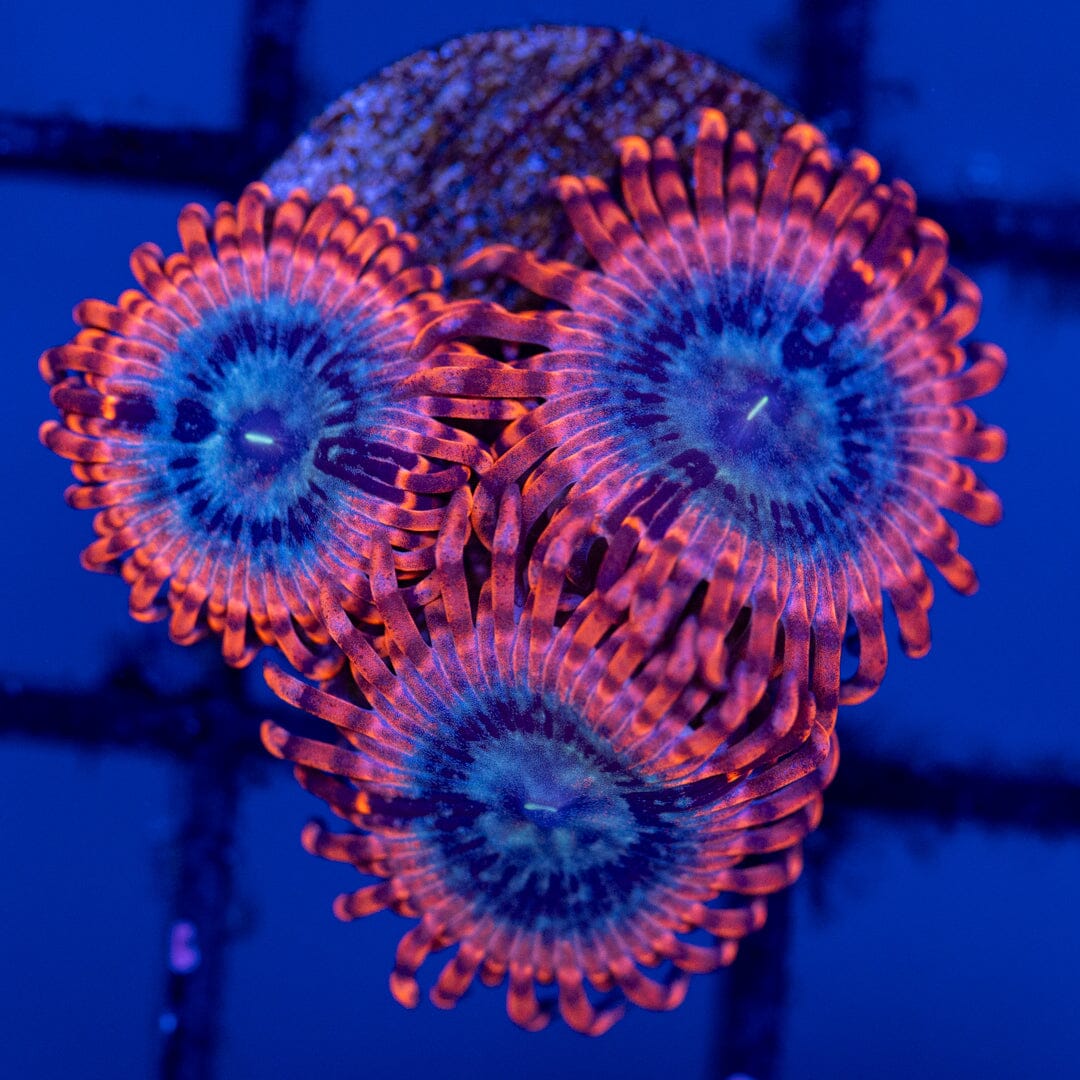 Overgrown Zoanthid Plug 2A - WYSIWYG Reef Lounge Norco