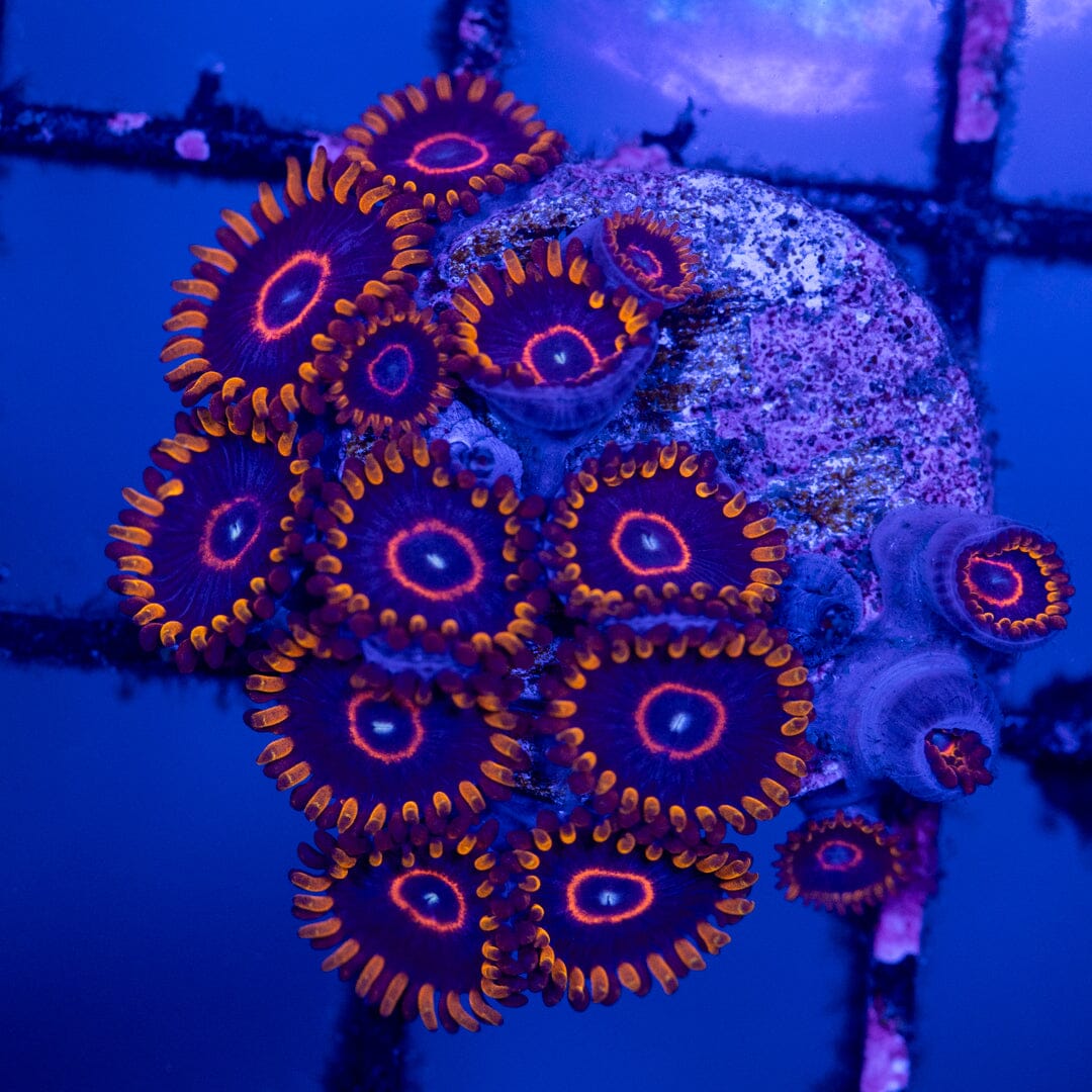Overgrown Zoanthid Plug 5A - WYSIWYG Reef Lounge Norco