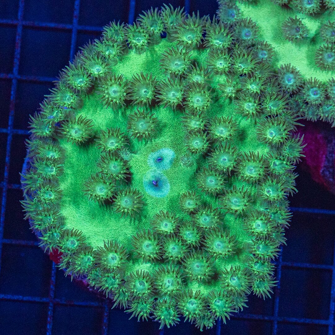 Pagoda Cup 1A - WYSIWYG Reef Lounge Coral