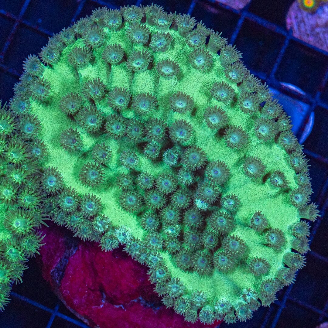 Pagoda Cup 2A - WYSIWYG Reef Lounge Coral